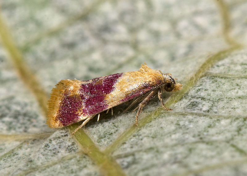 Tortricidae Diceratura ostrinana